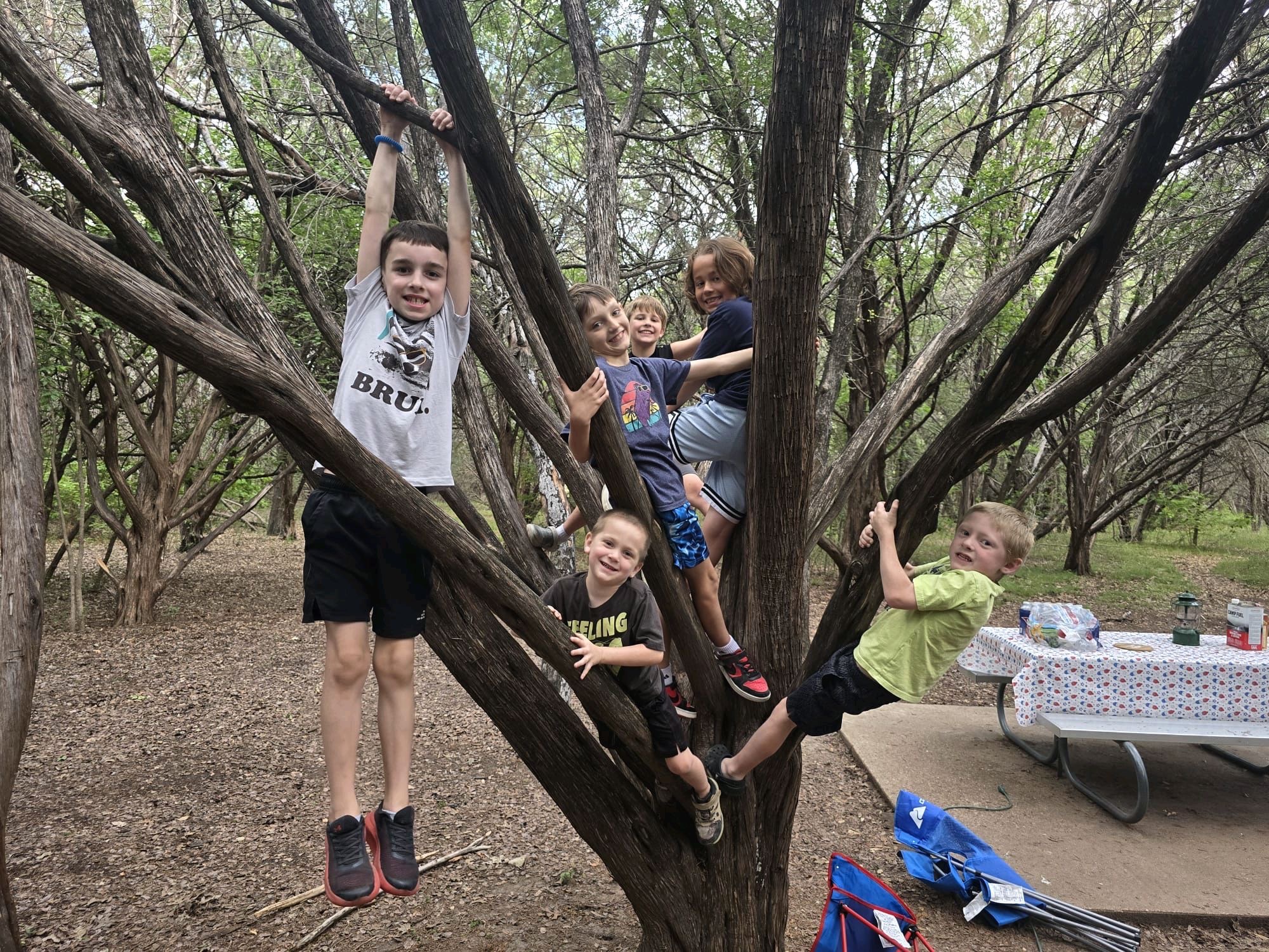 Boys climbing trees